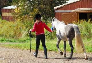 Animations a poney pour les enfants